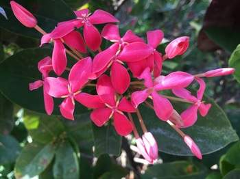 マハバリの花１Ｂ.jpg